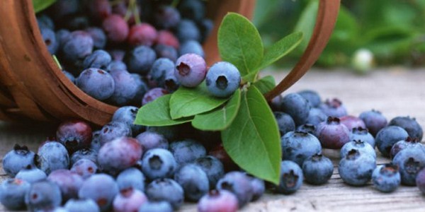 Gambar Blueberry