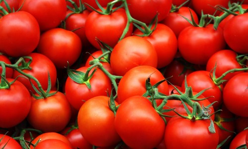 Tomat merah